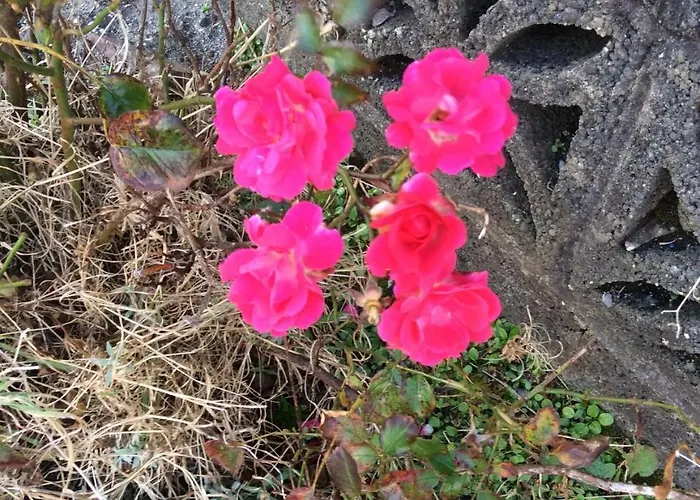 Bed & Breakfast Monastery View Bunacurry
